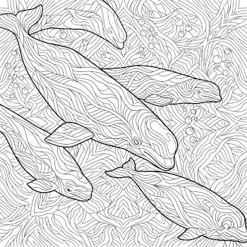 Beluga Whales