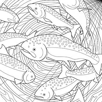 Chinook Salmon