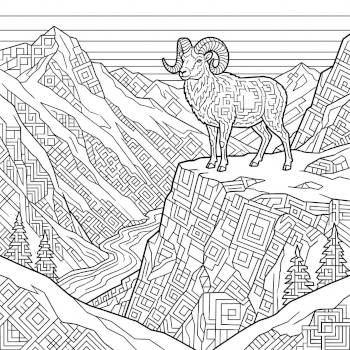 Dall Sheep