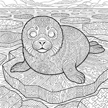 Harp Seal