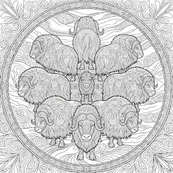 Musk Oxen