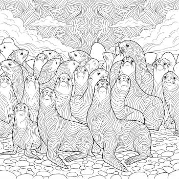Northern Fur Seals