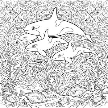 Orcas