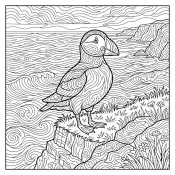 Puffin
