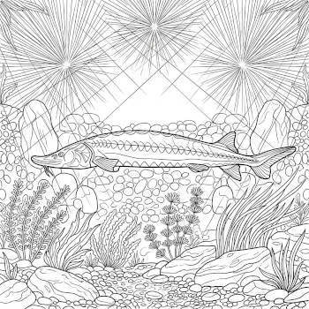 Sturgeon